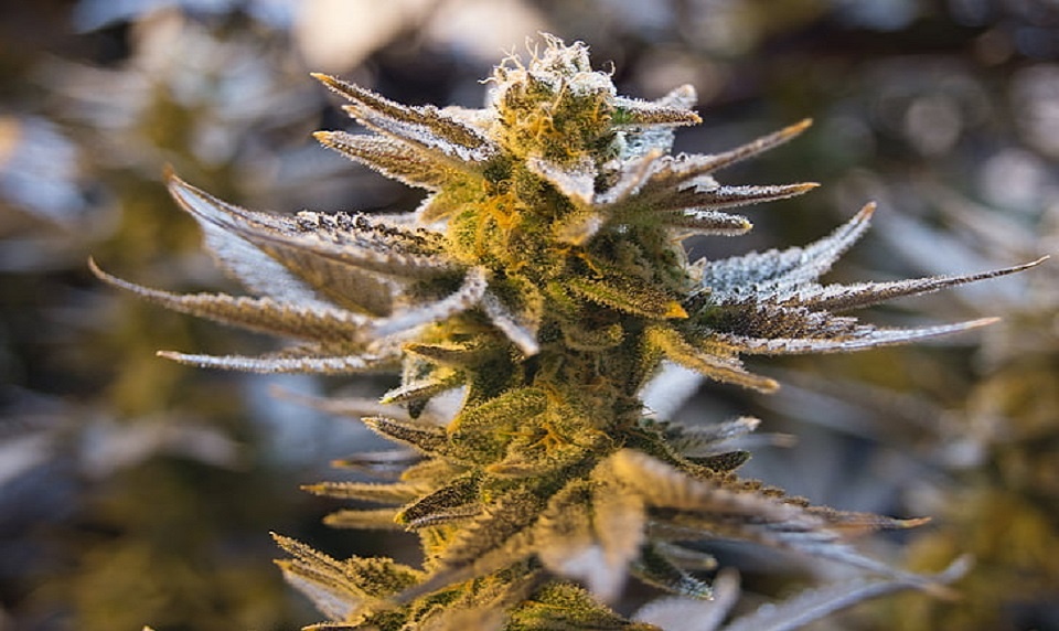 marijuana grow take plant does long useful growers guide weed