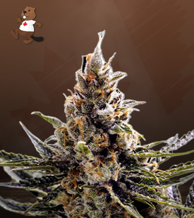 24K Gold Regular-image