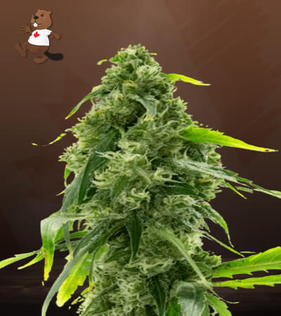 AK-47 Autoflower-image