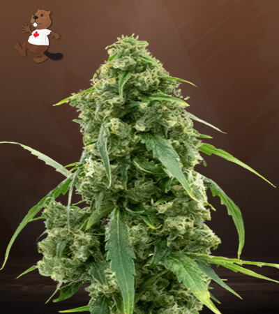 Alien Gorilla Glue-image