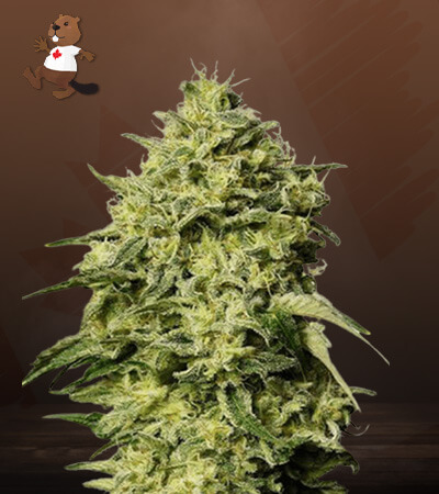 Amnesia Autoflower-image