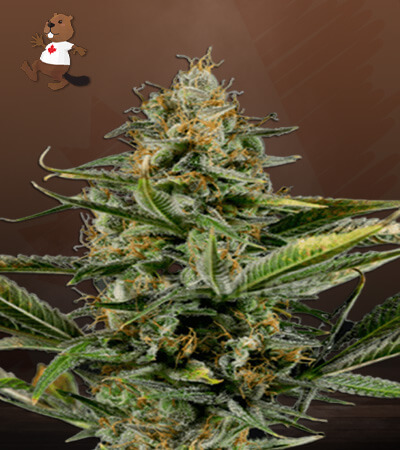 Amnesia Kush Autoflower-image