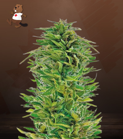 Amnesia Lemon Regular-image
