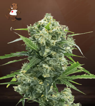 Banana Kush Autoflower-image