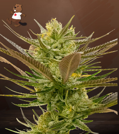 Banana Punch-image