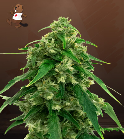 Black Water Purple OG Cheese-image
