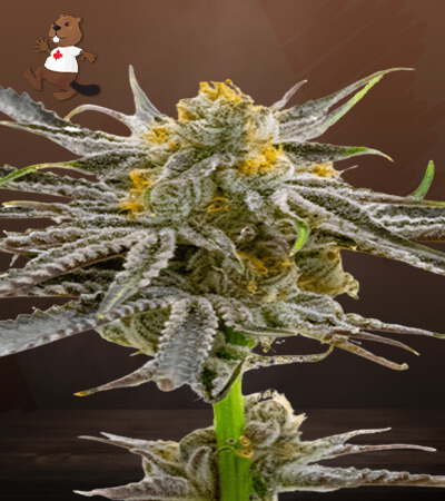 Blood Diamond OG-image