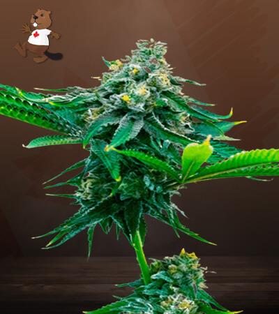 Blue Amnesia Autoflower-image