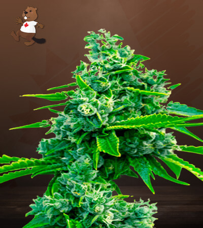 Blue Dream-image