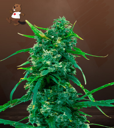 Blue Widow-image