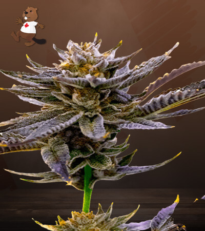 Blueberry Autoflower-image
