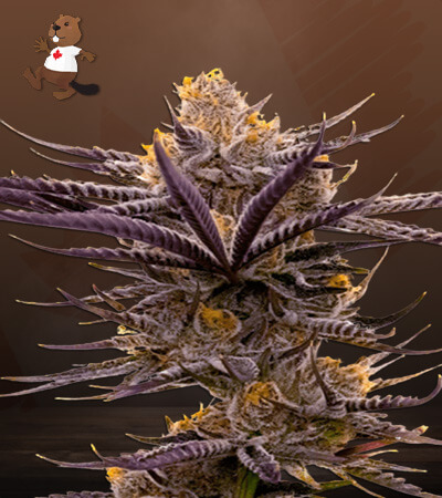 Blueberry Badazz OG-image