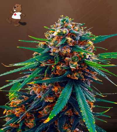 Blueberry-image