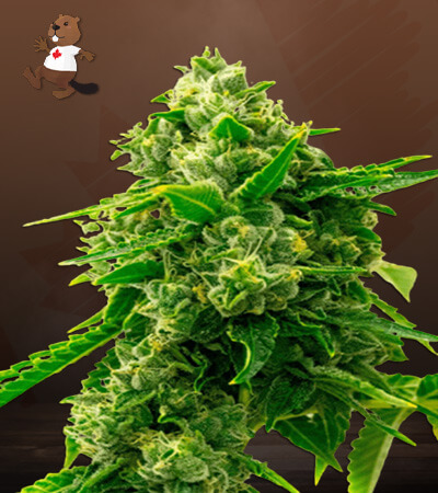 Bruce Banner 2.0-image