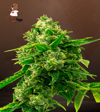 Bruce Banner Autoflower-image
