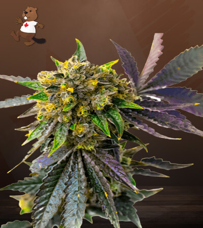 Bubba Kush Autoflower-image