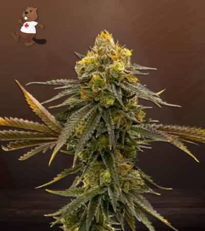 CBD ACDC-image