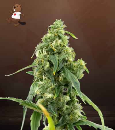 CBD Black Diesel-image