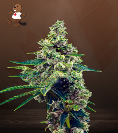 CBD Blueberry-image