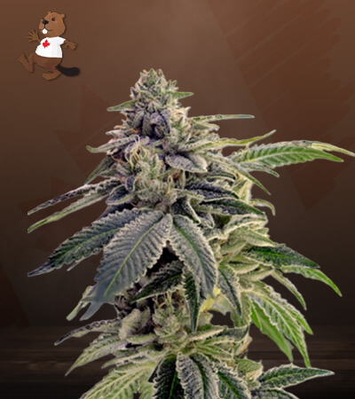 CBD Candyland-image