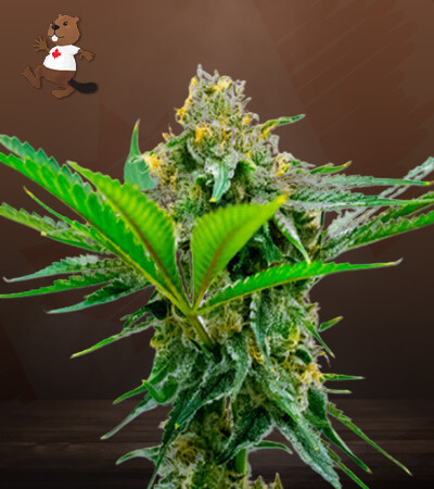 CBD Cheese-image