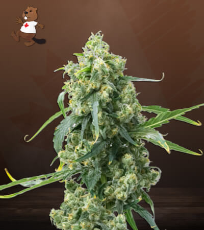 CBD Chemdog #4-image