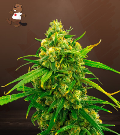 CBD Critical Mass-image