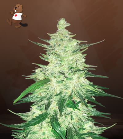 CBD Diesel-image