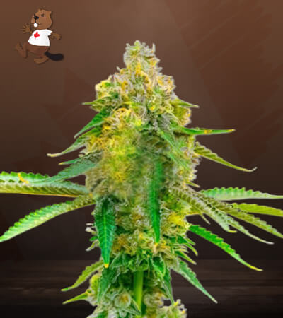 CBD Fruit-image