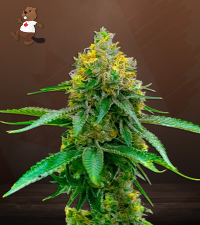 Girl Scout Cookies CBD-image
