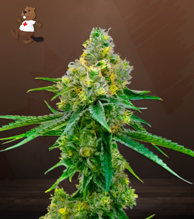 Harlequin CBD-image
