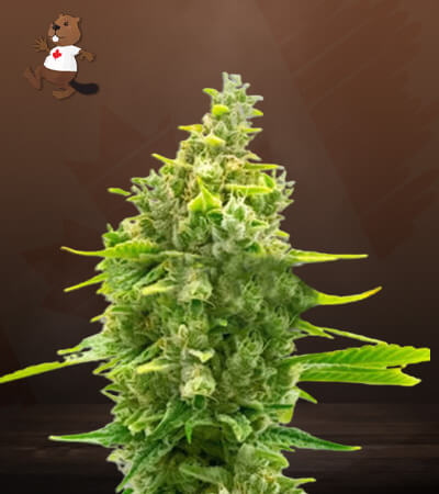Haze CBD-image
