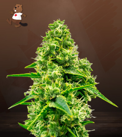 Jack Herer CBD-image