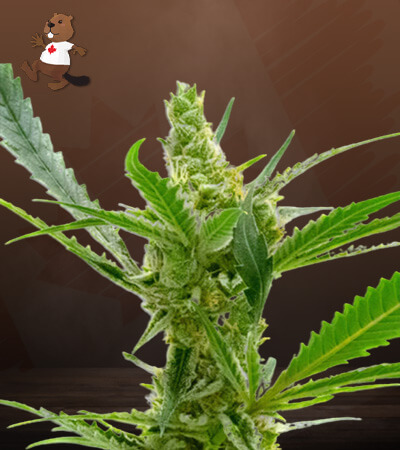 Kush CBD-image