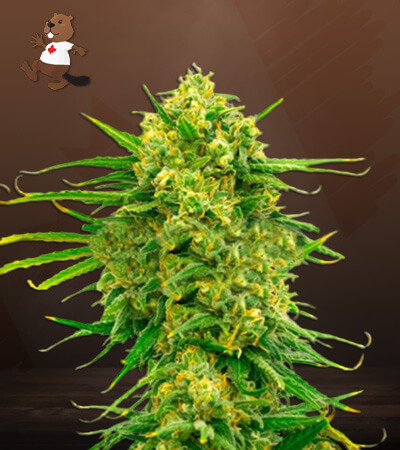 Mexican CBD-image