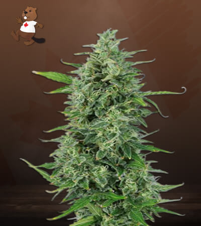 OG Kush CBD-image