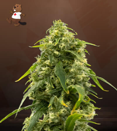 CBD Sour Tangie-image