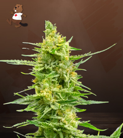 CBD Strawberry Kush-image