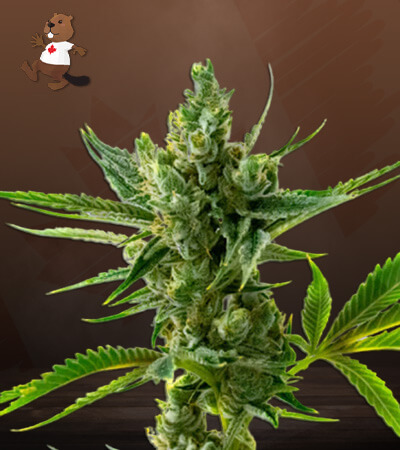 CBD Super Silver-image