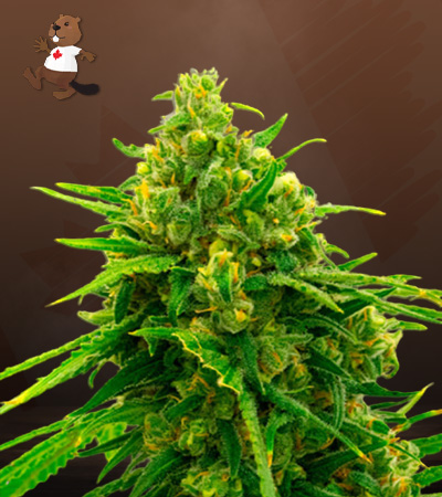 CBD White Widow-image