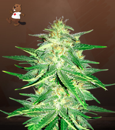 CBD Zkittlez-image