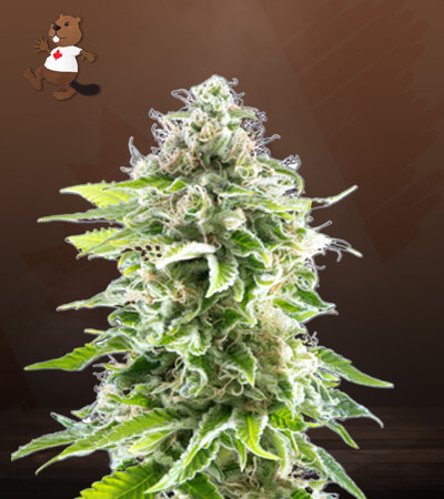 CBG Cookies-image