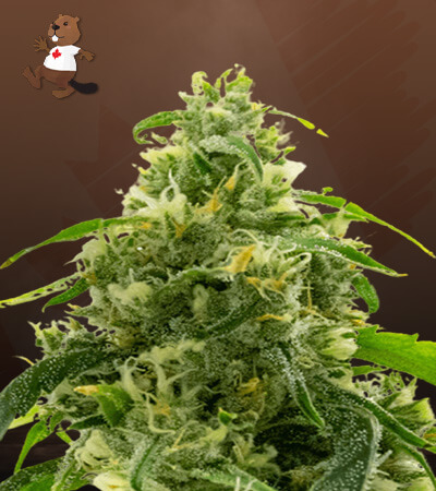 Candyland Peyote-image