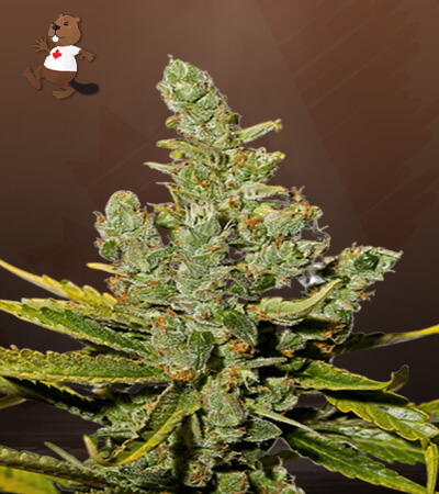 Cheese Autoflower-image