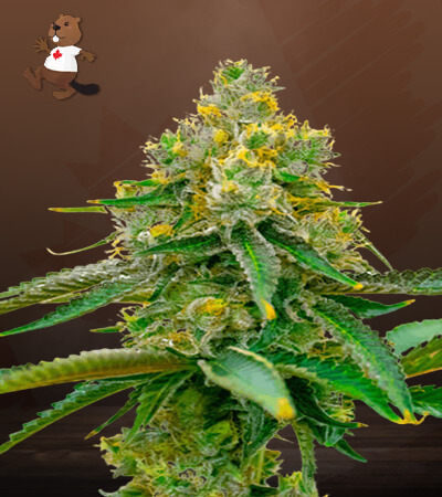 Chemdog#4-image