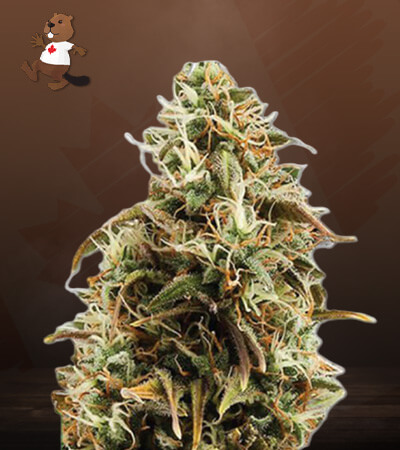 Chocolope Candy Regular-image