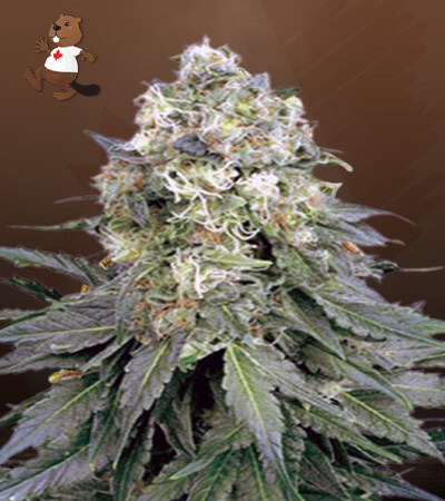 Cinderella99-image