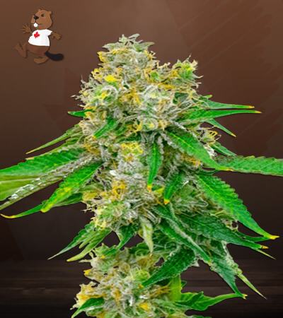 Cream Autoflower-image