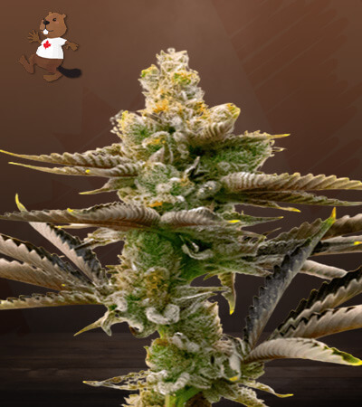 Cream Candy Autoflower-image