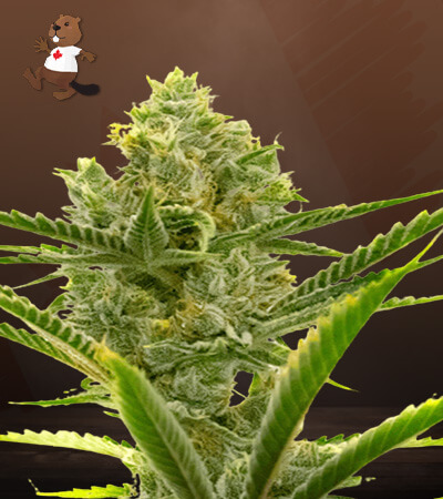 Critical + 2.0 Autoflower-image